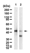 Anti-Caspase-9 Antibody, clone 1G22 ZooMAb® Rabbit Monoclonal recombinant, expressed in HEK 293 cells