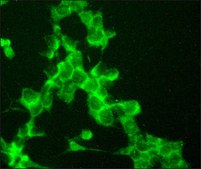 Anti-Nerve Growth Factor Receptor (NGFR p75) antibody produced in rabbit affinity isolated antibody, buffered aqueous solution