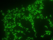 Enterococcus faecium FISH probe – ATTO 488 Probe for fluorescence in situ hybridization (FISH), 20µM in water