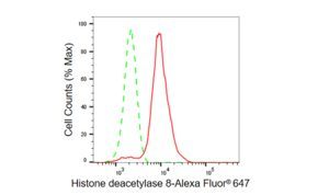 Anti Histone deacetylase 8 Antibody, clone 23GB6180, Rabbit Monoclonal clone 23GB6180, recombinant rabbit monoclonal, expressed in HEK293 cells