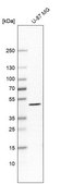 Anti-MAP2K1 antibody produced in rabbit Prestige Antibodies® Powered by Atlas Antibodies, affinity isolated antibody, buffered aqueous glycerol solution