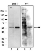 Anti-PTEN Antibody, clone 6H2.1 clone 6H2.1, Upstate®, from mouse
