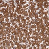 Anti-PRKAB2 antibody produced in rabbit Prestige Antibodies® Powered by Atlas Antibodies, affinity isolated antibody, buffered aqueous glycerol solution