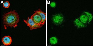 Anti-p300 Antibody, clone 4E5 ZooMAb® Rabbit Monoclonal recombinant, expressed in HEK 293 cells