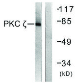 Anti-PKC ζ antibody produced in rabbit affinity isolated antibody