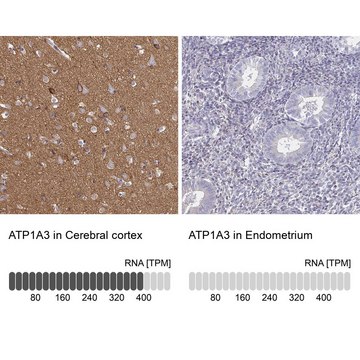 Anti-ATP1A3 antibody produced in rabbit Prestige Antibodies® Powered by Atlas Antibodies, affinity isolated antibody, buffered aqueous glycerol solution