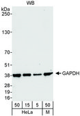 Rabbit anti-GAPDH Antibody, Affinity Purified Powered by Bethyl Laboratories, Inc.