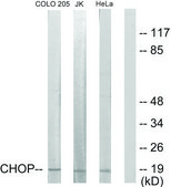 抗-CHOP，N端子 兔抗 affinity isolated antibody