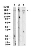Anti-erbB4/HER4 Antibody, clone 1B7 ZooMAb® Rabbit Monoclonal recombinant, expressed in HEK 293 cells