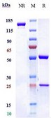 Anti-IL-5 Reference Antibody