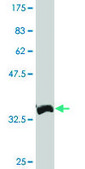 Monoclonal Anti-XBP1 antibody produced in mouse clone 3F5, purified immunoglobulin, buffered aqueous solution