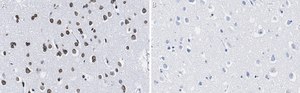 Anti-Lamin A/C Antibody, clone 2B10 ZooMAb® Rabbit Monoclonal recombinant, expressed in HEK 293 cells