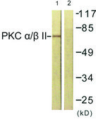 Anti-PKC α antibody produced in rabbit affinity isolated antibody