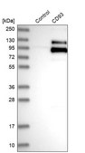 Anti-CD93 antibody produced in rabbit Prestige Antibodies® Powered by Atlas Antibodies, affinity isolated antibody, buffered aqueous glycerol solution
