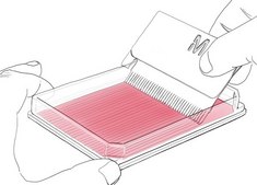 Cell Comb™ Scratch Assay
