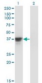 Monoclonal Anti-MAP2K3, (N-terminal) antibody produced in mouse clone 1D10, purified immunoglobulin, buffered aqueous solution