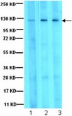 Anti-JAK3 Antibody serum, from rabbit