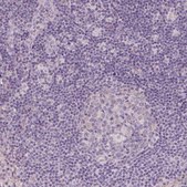 Anti-APOA4 antibody produced in rabbit Prestige Antibodies® Powered by Atlas Antibodies, affinity isolated antibody, buffered aqueous glycerol solution
