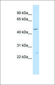 Anti-PLP1 (ab1) antibody produced in rabbit affinity isolated antibody