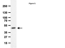 ChIPAb+ CREB - ChIP经验证的抗体和引物组，兔单克隆抗体 culture supernatant, clone NL904, from rabbit