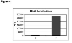 ChIPAb+ HDAC2 - ChIP Validated Antibody and Primer Set from mouse