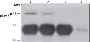 Anti-DCP1A (C-terminal) antibody produced in rabbit ~1.0 mg/mL, affinity isolated antibody, buffered aqueous solution