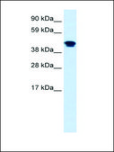 Anti-NR1H4 antibody produced in rabbit affinity isolated antibody