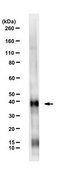 Anti-HSD3B1 Antibody, clone 4C1 clone 4C1, from mouse