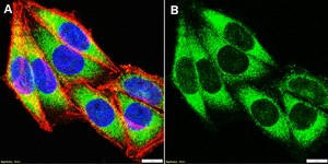 Anti-Mucin-2 Antibody, clone 2C8 ZooMAb® Rabbit Monoclonal recombinant, expressed in HEK 293 cells