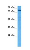Anti-KCND3 antibody produced in rabbit IgG fraction of antiserum