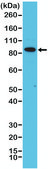 Anti-CD71 antibody, Rabbit monoclonal recombinant, expressed in HEK 293 cells, clone RM384, purified immunoglobulin