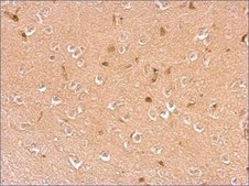 Anti-DBH antibody produced in rabbit