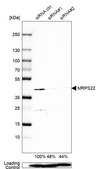 Anti-MRPS22 antibody produced in rabbit Prestige Antibodies® Powered by Atlas Antibodies, affinity isolated antibody, buffered aqueous glycerol solution