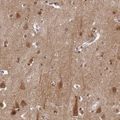 Anti-OMG antibody produced in rabbit Prestige Antibodies® Powered by Atlas Antibodies, affinity isolated antibody, buffered aqueous glycerol solution