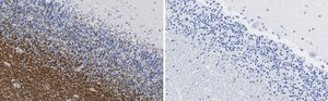 Anti-MAG Antibody, clone 1I6 ZooMAb® Rabbit Monoclonal recombinant, expressed in HEK 293 cells
