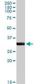 Anti-CYC1 antibody produced in rabbit purified immunoglobulin, buffered aqueous solution
