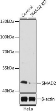Anti-SMAD2 antibody produced in rabbit