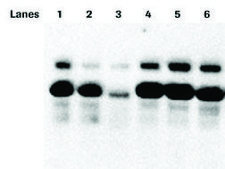 PhosSTOP™ sufficient for 10 10mL buffer preparations, sufficient for 20 10mL buffer preparations, suitable for tissue processing, suitable for immunoprecipitation (IP)