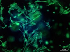 TissueFab® bioink&nbsp; (Gel)ma -UV/365 nm