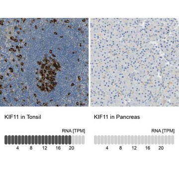 Anti-KIF11 antibody produced in rabbit affinity isolated antibody, Prestige Antibodies® Powered by Atlas Antibodies, buffered aqueous glycerol solution