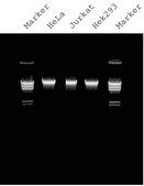 GenElute™ Mammalian Genomic DNA Miniprep Kits sufficient for 10 purifications