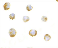 Anti-IL-23 antibody produced in rabbit affinity isolated antibody, buffered aqueous solution