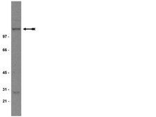 抗-NR1抗体，CT Upstate®, from mouse