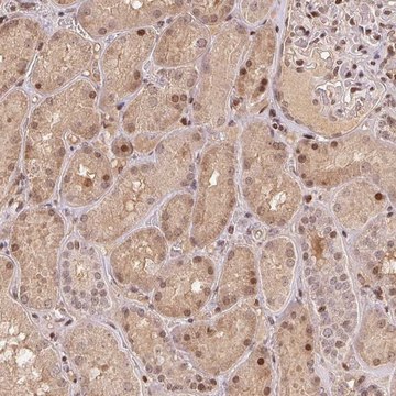 Anti-MAPKAPK2 antibody produced in rabbit Prestige Antibodies® Powered by Atlas Antibodies, affinity isolated antibody