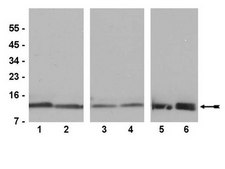 Anti-Histone H4 Antibody, pan, rabbit monoclonal culture supernatant, clone 62-141-13, Upstate®