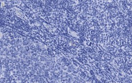 Anti-Thy-1(CD90) Antibody, clone 1I7 ZooMAb® Rabbit Monoclonal recombinant, expressed in HEK 293 cells