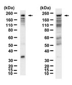 Anti-p-eIF4G1 (Ser1108) Antibody, clone 4G7 ZooMAb® Rabbit Monoclonal recombinant, expressed in HEK 293 cells
