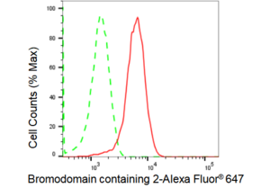 Anti Bromodomain containing 2 Antibody, clone 23GB1645, Rabbit Monoclonal clone 23GB1645, recombinant rabbit monoclonal, expressed in HEK293 cells
