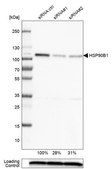 Monoclonal Anti-HSP90B1 antibody produced in mouse Prestige Antibodies® Powered by Atlas Antibodies, clone CL2647, purified immunoglobulin, buffered aqueous glycerol solution
