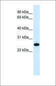 Anti-IL33 antibody produced in rabbit affinity isolated antibody